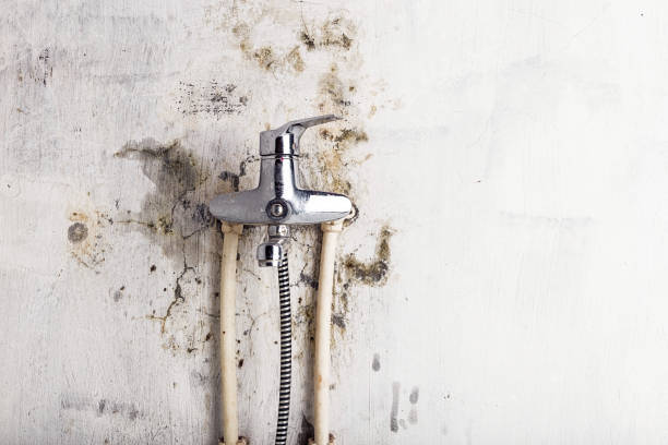 Best Insurance-Related Mold Remediation in Memphis, MI