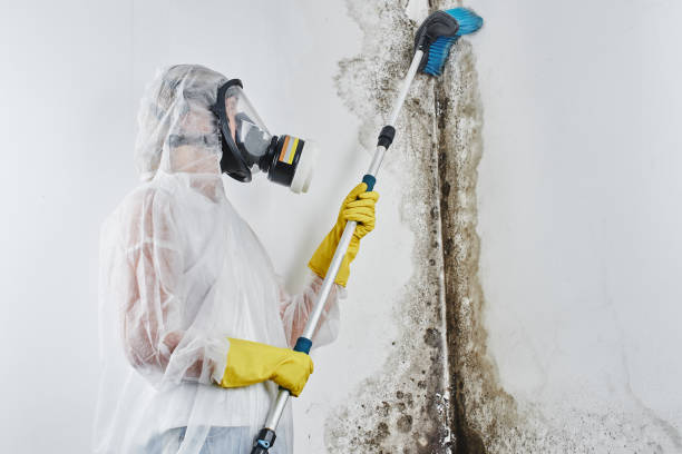Best Mold Remediation for Schools in Memphis, MI