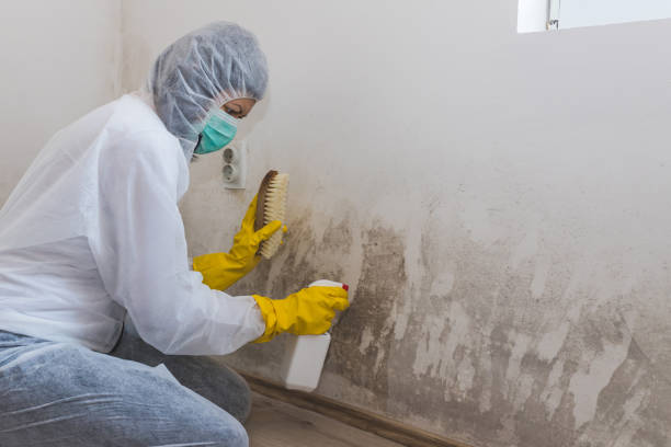 Best Basement Mold Remediation in Memphis, MI