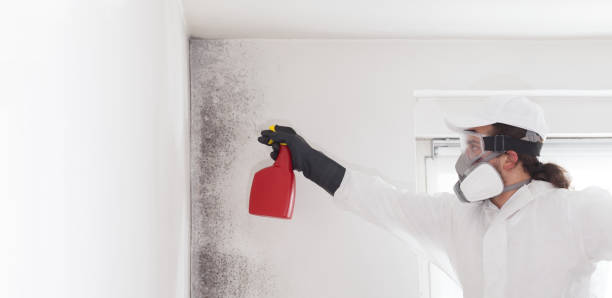 Best Post-Flood Mold Remediation in Memphis, MI