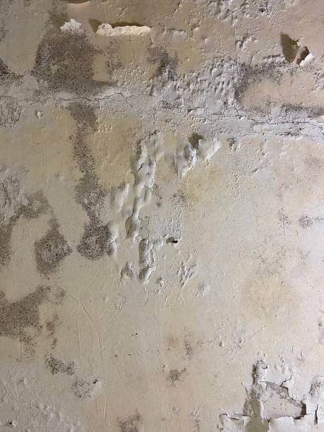 Reliable Memphis, MI Mold Remediation Solutions