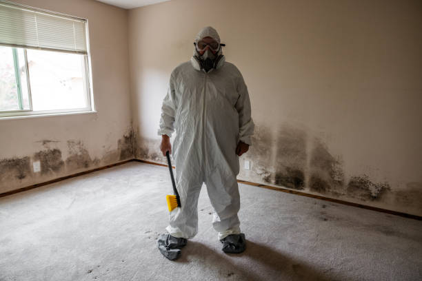 Best Emergency Mold Remediation in Memphis, MI