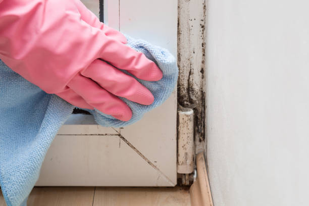 Best Mold Remediation for Specific Building Types in Memphis, MI